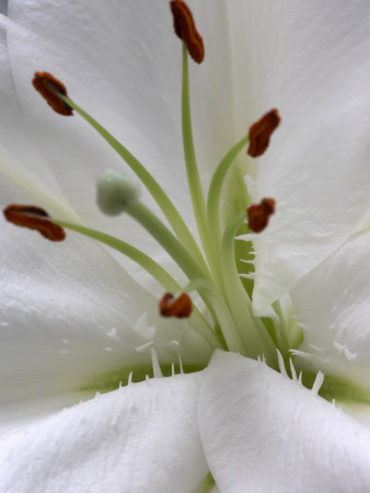 Flower Details - Lillium by Richard Bryant Pricing Limited Edition Print image