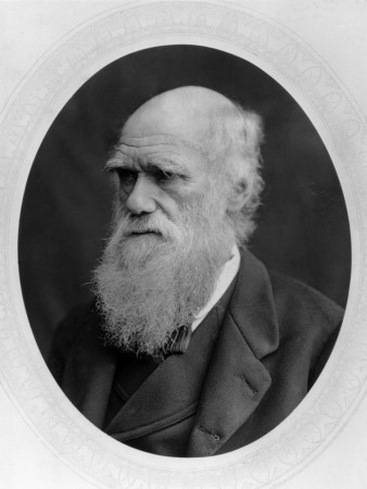 Charles Darwin by Henry Guttmann Pricing Limited Edition Print image