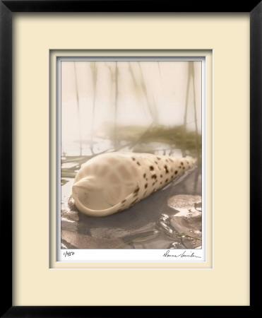 Seashore Terebra by Donna Geissler Pricing Limited Edition Print image