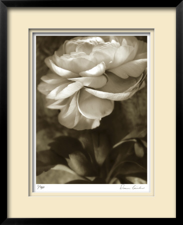 Twilight Ranunculus by Donna Geissler Pricing Limited Edition Print image