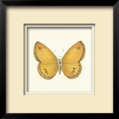 Butterfly V by Sophie Golaz Pricing Limited Edition Print image