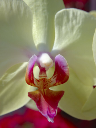 Close-Up Of White Orchid, Edgewater Landing, Edgewater, Florida, Usa by Lisa S. Engelbrecht Pricing Limited Edition Print image