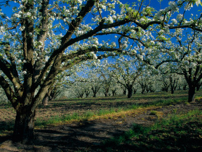 Cherry Blossom Orchard Near Hood River, Oregon, Usa by Julie Eggers Pricing Limited Edition Print image