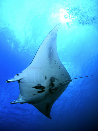 Manta Ray In Goofnuw Channel, Yap, Micronesia by Michael Defreitas Pricing Limited Edition Print image