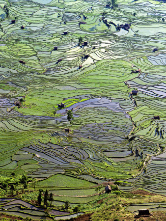 Pattern Of Terraces, Laohu Zui, Yuanyang, Yunnan, China by Charles Crust Pricing Limited Edition Print image