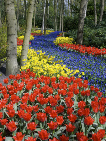 Keukenhof Gardens, Lisse, Holland, Netherlands by Jim Engelbrecht Pricing Limited Edition Print image