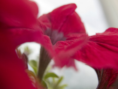 Garden Flowers, Uniontown, Washington, Usa by Terry Eggers Pricing Limited Edition Print image