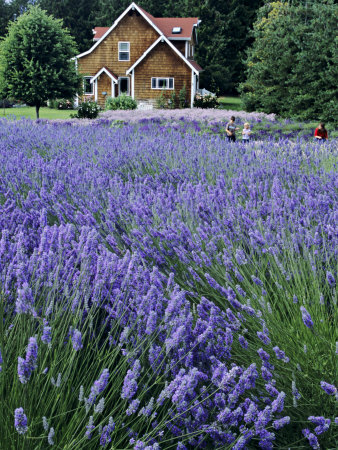Woman And Children In Lavender Field, Sequim, Washington, Usa by Charles Crust Pricing Limited Edition Print image
