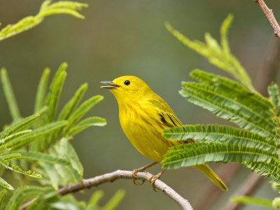 Yellow Warbler, South Padre Island, Texas, Usa by Larry Ditto Pricing Limited Edition Print image