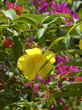 Bouganvillea, Dominican Republic by Lisa S. Engelbrecht Pricing Limited Edition Print image