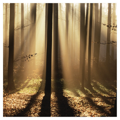 Sunlight And Trees I by Les Biscor Pricing Limited Edition Print image