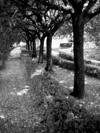 Garden Walkway, Cortona by Eloise Patrick Pricing Limited Edition Print image
