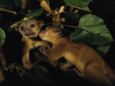 A Juvenile Kinkajou Nuzzles Its Mother For Attention In A Balsa Tree by Mattias Klum Pricing Limited Edition Print image