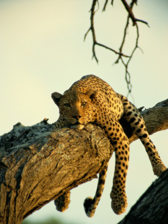 A Leopard Lounges In A Tree, Its Paws And Tail Dangling by Beverly Joubert Pricing Limited Edition Print image