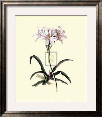 Lilio-Narcissus by Georg Dionysius Ehret Pricing Limited Edition Print image