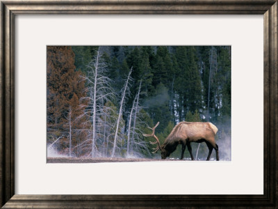 Bull Elk, Wyoming by Art Wolfe Pricing Limited Edition Print image