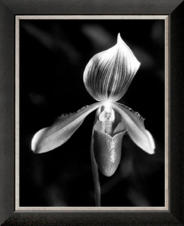 Orchid by Harold Silverman Pricing Limited Edition Print image