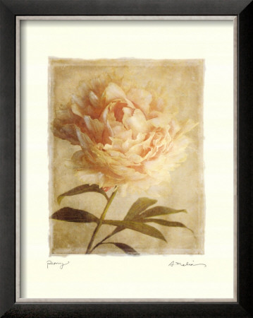 Peony by Amy Melious Pricing Limited Edition Print image