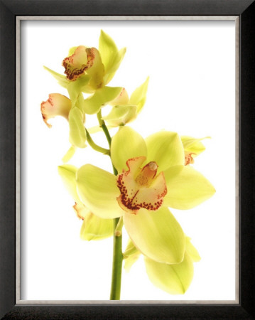 Pale Orchid by Michael Bird Pricing Limited Edition Print image