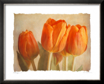 Bellezza I by Amy Melious Pricing Limited Edition Print image