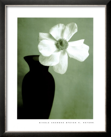 Single Anemone by Steven N. Meyers Pricing Limited Edition Print image