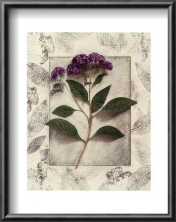 Heliotrope by Julie Nightingale Pricing Limited Edition Print image