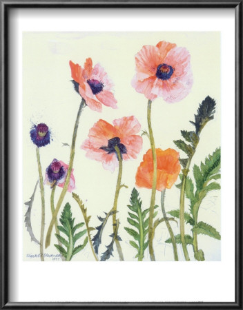 Oriental Poppies by Elizabeth Blackadder Pricing Limited Edition Print image