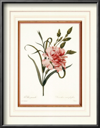 Dianthus by Pierre-Joseph Redouté Pricing Limited Edition Print image