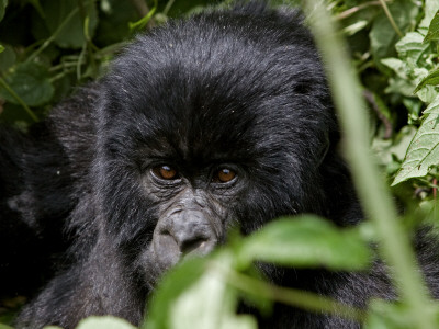 A Gorilla In Its Habitat by Beverly Joubert Pricing Limited Edition Print image