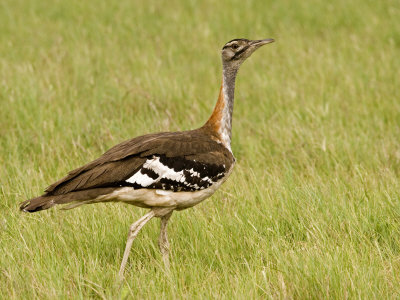 Portrait Of A Black-Bellied Korhaan, Bustard, Eupodotis Melanogaster by Beverly Joubert Pricing Limited Edition Print image