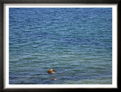Marine Life by Nicole Katano Pricing Limited Edition Print image