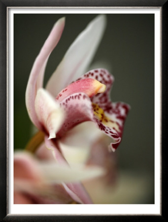Orchid Portrait Iii by Nicole Katano Pricing Limited Edition Print image