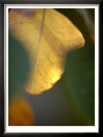 Golden Leaf by Nicole Katano Pricing Limited Edition Print image