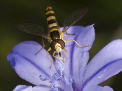 Close-Up Of A Serphid Fly On Aphyllanthes Monospeliensis by Stephen Sharnoff Pricing Limited Edition Print image