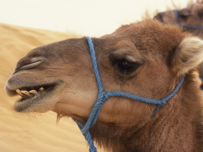 Profile Of A Camel's Head In The Sahara Desert, With Blue Halter Cord by Stephen Sharnoff Pricing Limited Edition Print image
