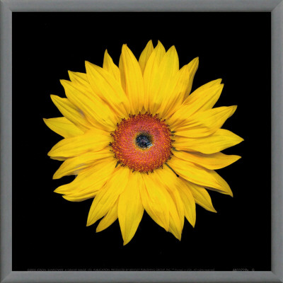 Sunflower by Joson Pricing Limited Edition Print image