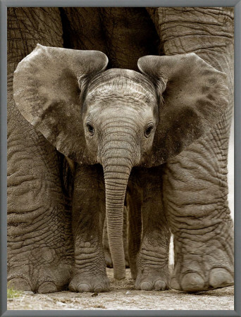 Baby Elephant by Andy Rouse Pricing Limited Edition Print image