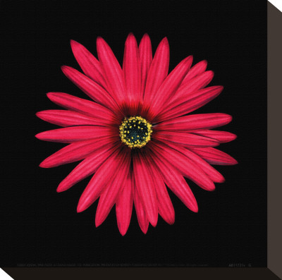 Pink Daisy by Joson Pricing Limited Edition Print image
