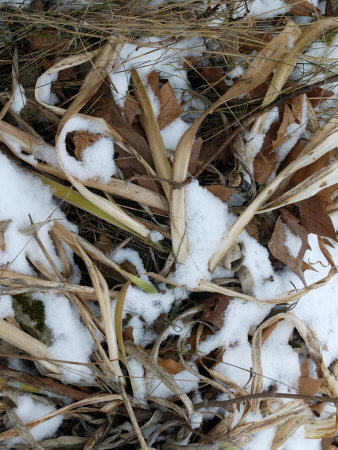 Dead Grass And Leaves Make A Pattern With Melting Snow by Stephen Sharnoff Pricing Limited Edition Print image