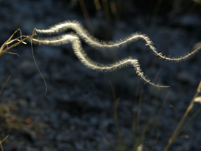 Close-Up Of White Strands Of Backlit Feathergrass Waving In The Wind by Stephen Sharnoff Pricing Limited Edition Print image