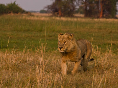 Male African Lion, Panthera Leo, Walking Through Grasslands by Beverly Joubert Pricing Limited Edition Print image
