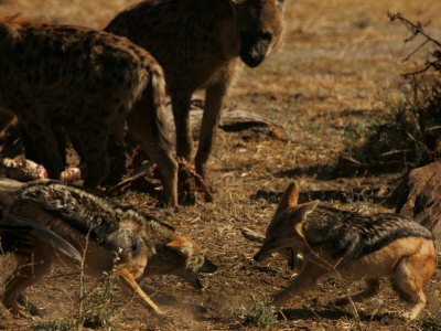 Black-Backed Jackal (Canis Mesomelas)Fighting, Striped Hyena (Hyaena Hyaena) by Beverly Joubert Pricing Limited Edition Print image