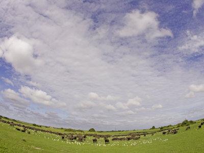 Herd Of African Buffalo (Syncerus Caffer) by Beverly Joubert Pricing Limited Edition Print image