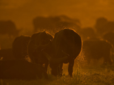 African Buffalo Grazing At Sunset by Beverly Joubert Pricing Limited Edition Print image