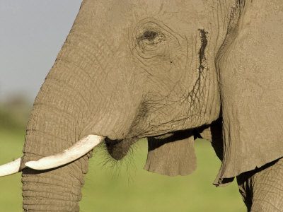 African Elephant (Loxodonta Africana) by Beverly Joubert Pricing Limited Edition Print image