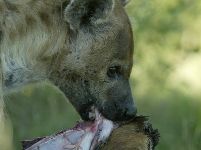 Spotted Hyena (Crocuta Crocuta)With Kill by Beverly Joubert Pricing Limited Edition Print image