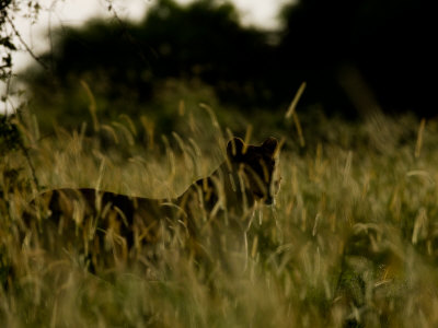 Female African Lion Alert In Tall Grass by Beverly Joubert Pricing Limited Edition Print image