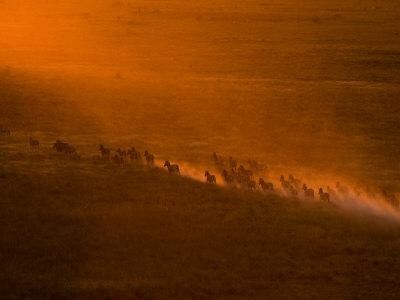 Herd Burchell's Zebras Raising Clouds Of Dust At Twilight by Beverly Joubert Pricing Limited Edition Print image
