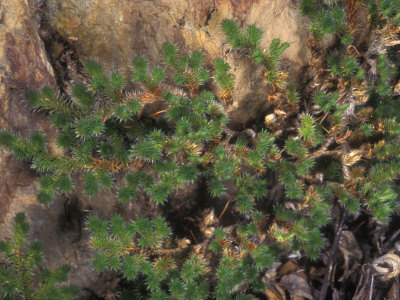 Selaginella, A Fern Ally, Against A Rock Background by Stephen Sharnoff Pricing Limited Edition Print image