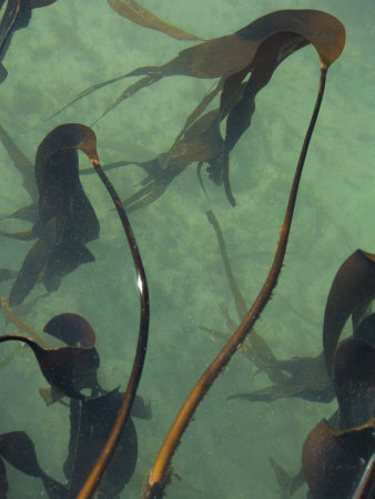 Strands Of Kelp Float In A Tidepool Along Northern California Coast by Stephen Sharnoff Pricing Limited Edition Print image